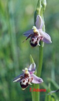/album/wildflowers/kyparissia-antigrafo-jpg/